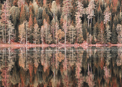 Autumn Forest Reflections