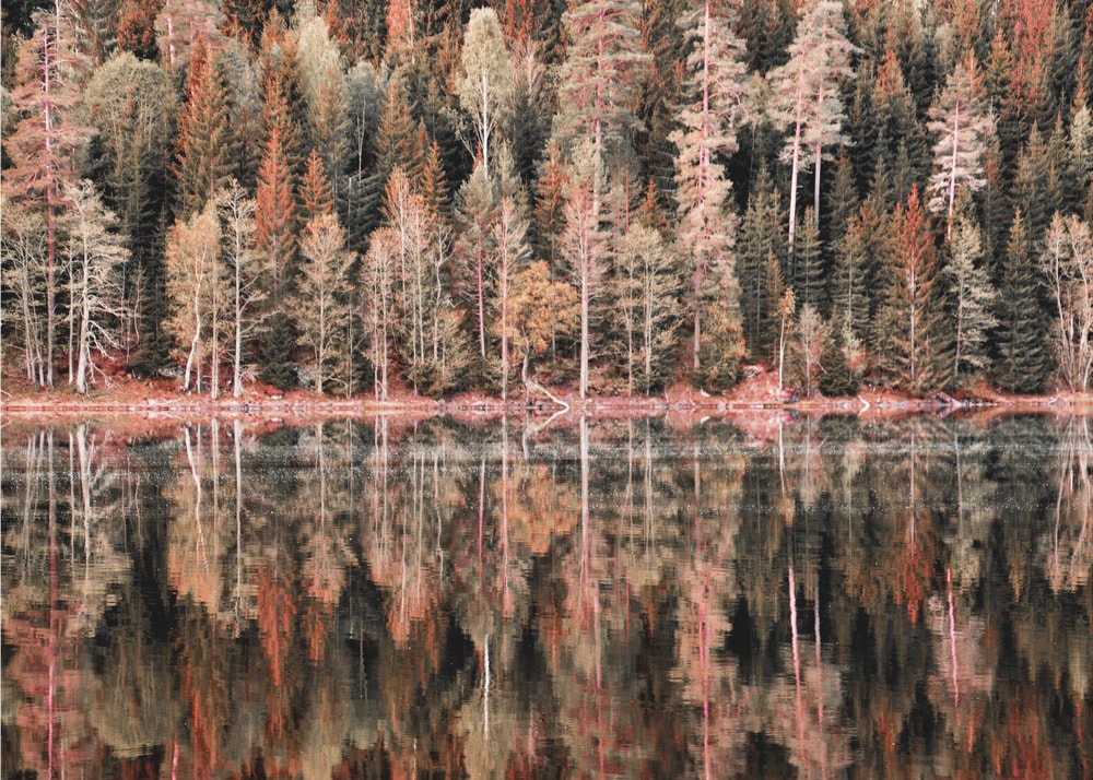 Autumn Forest Reflections