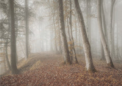 Foggy Forest Path