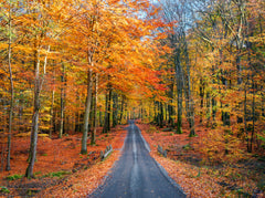 Wall mural Road into autumn – fototapet med unikt motiv som skapar en inspirerande fondvägg
