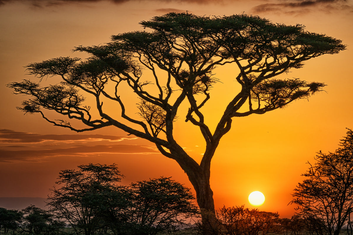 Magi fra Afrika