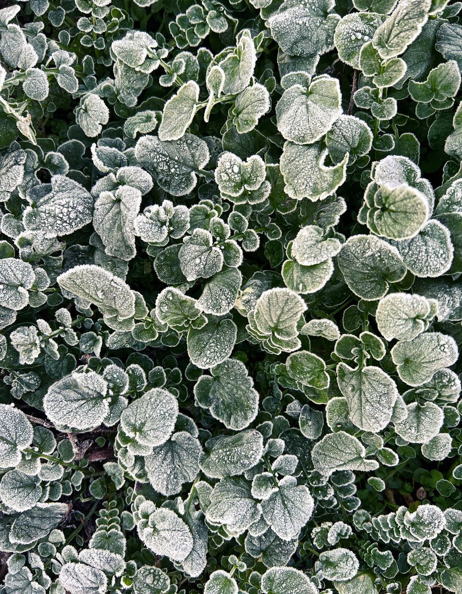 Rimfrost