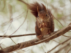 Wall mural Spanish squirrel – fototapet med unikt motiv som skapar en inspirerande fondvägg