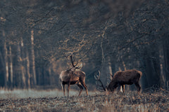 Wall mural Antlers grazing together – fototapet med unikt motiv som skapar en inspirerande fondvägg