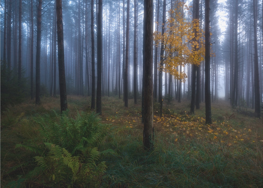 Misty Autumn Forest