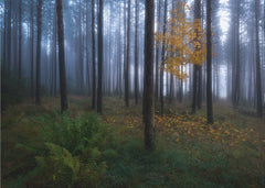 Misty Autumn Forest