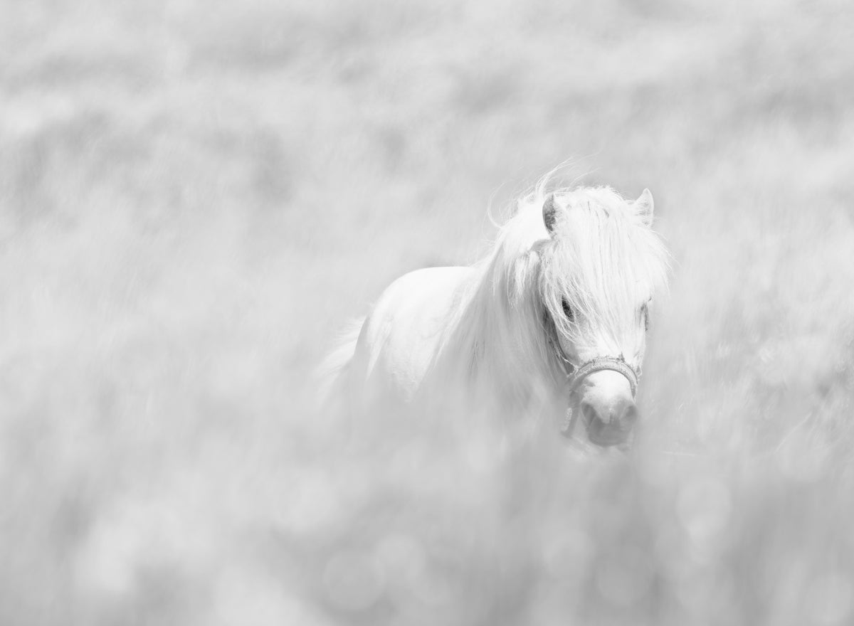Hvit hest