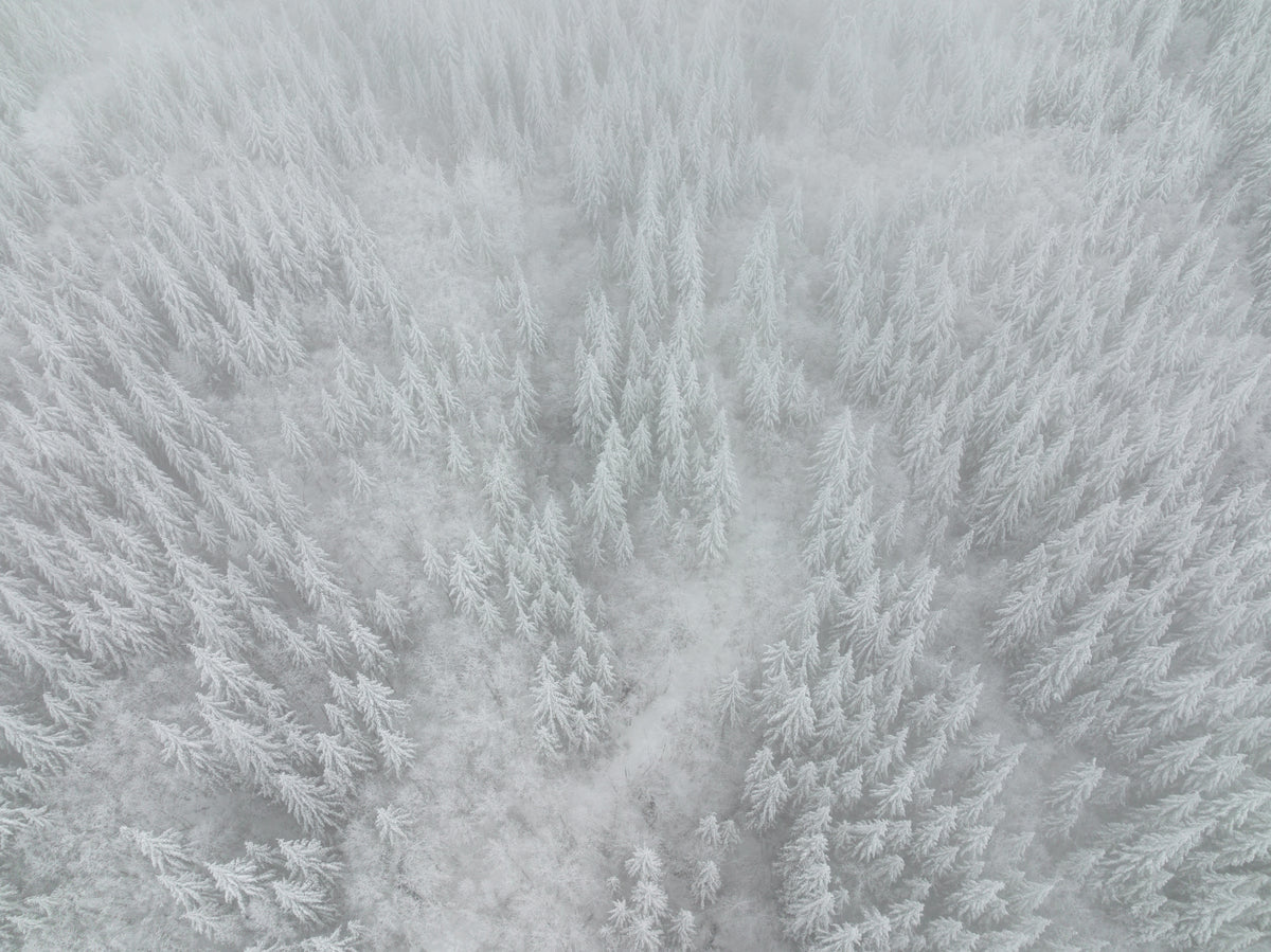 Whiteout