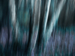 Wall mural Ever seen a blue forest? – fototapet med unikt motiv som skapar en inspirerande fondvägg