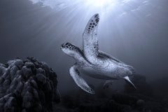 Wall mural On the reef – fototapet med unikt motiv som skapar en inspirerande fondvägg