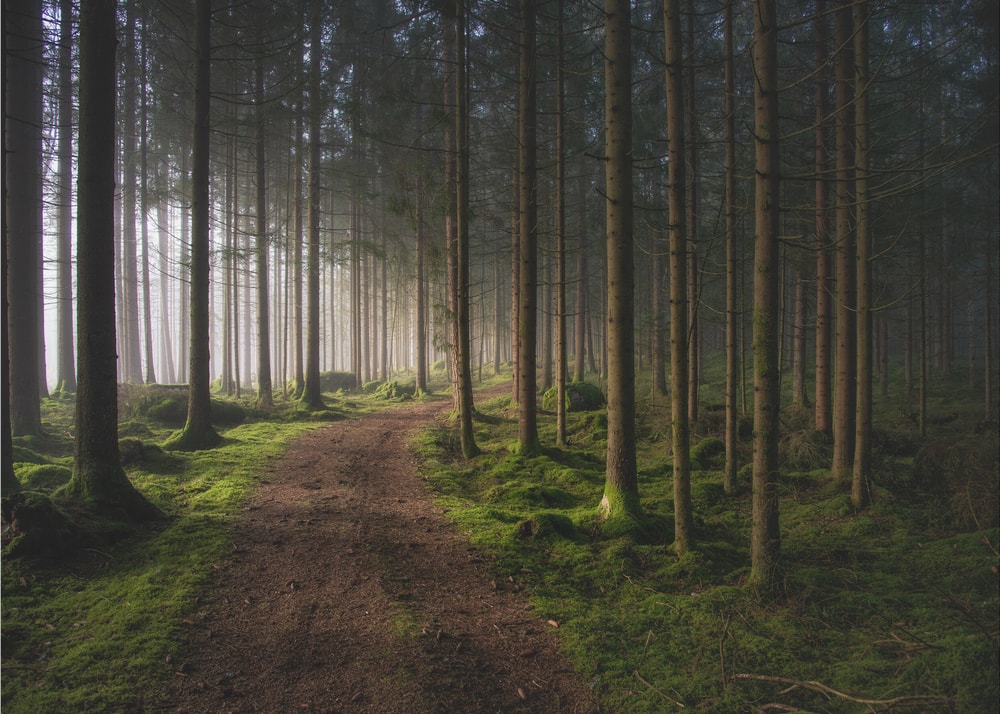 Magical Forest Path