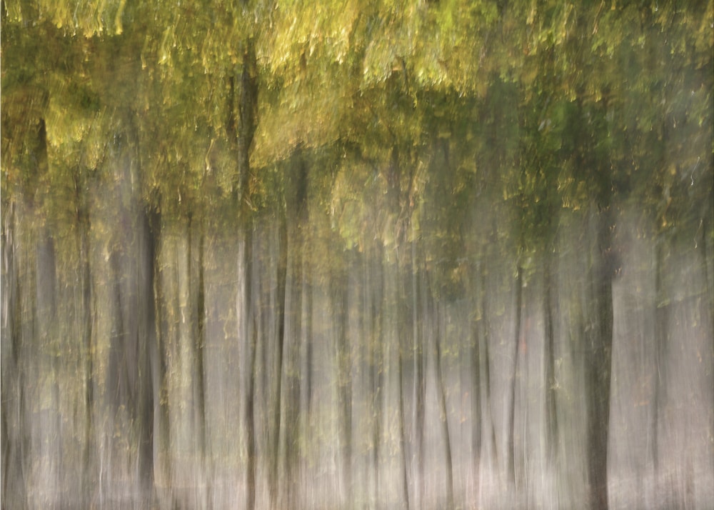 Dreamy Autumn Forest