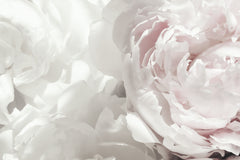 Wall mural Peony 25 – fototapet med unikt motiv som skapar en inspirerande fondvägg