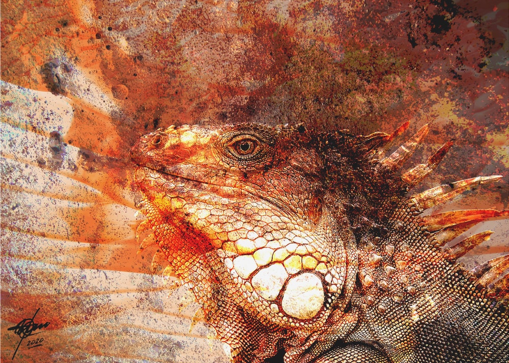 Fiery Iguana Portrait