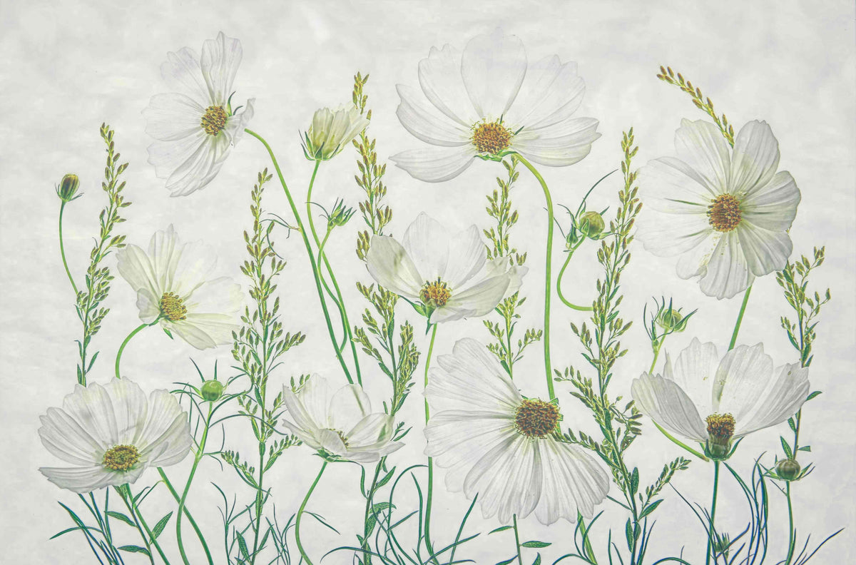 Cosmos Garden