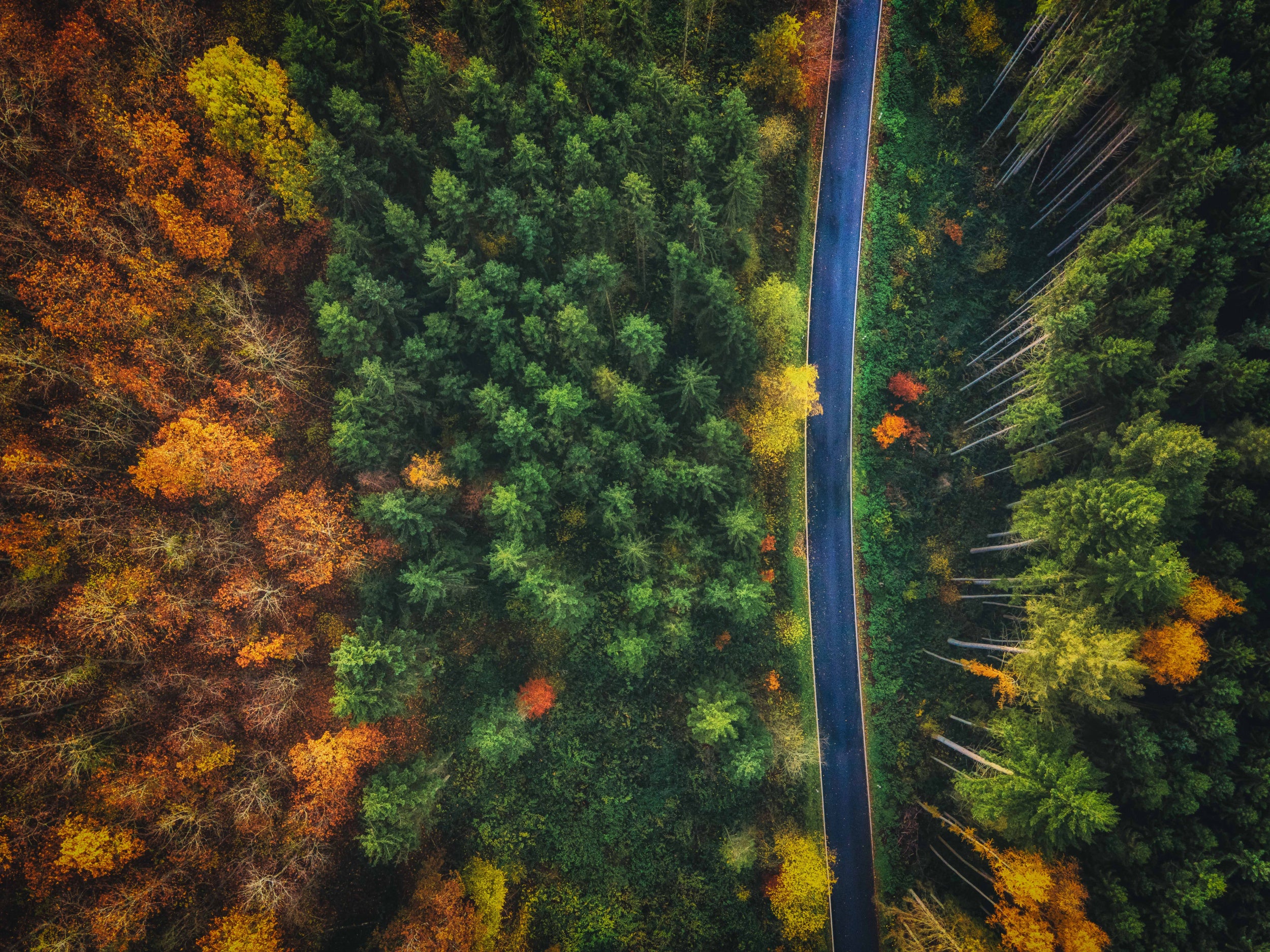 Autumn Road