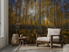 Autumn Sunlit Birch Forest
