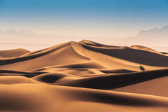 Wall mural Caracal Desert – fototapet med unikt motiv som skapar en inspirerande fondvägg