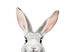 Wall mural Peeking Bunny – fototapet med unikt motiv som skapar en inspirerande fondvägg