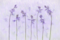 Wall mural Lilac fragrance – fototapet med unikt motiv som skapar en inspirerande fondvägg