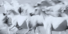Wall mural Herd of White Arabian Mares – fototapet med unikt motiv som skapar en inspirerande fondvägg
