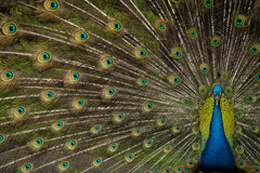 Wall mural Wild Beauty – fototapet med unikt motiv som skapar en inspirerande fondvägg