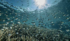 Wall mural The Reef – fototapet med unikt motiv som skapar en inspirerande fondvägg
