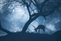 Wall mural Misty Winter Morning – fototapet med unikt motiv som skapar en inspirerande fondvägg