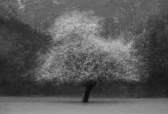 Wall mural Tree magic – fototapet med unikt motiv som skapar en inspirerande fondvägg