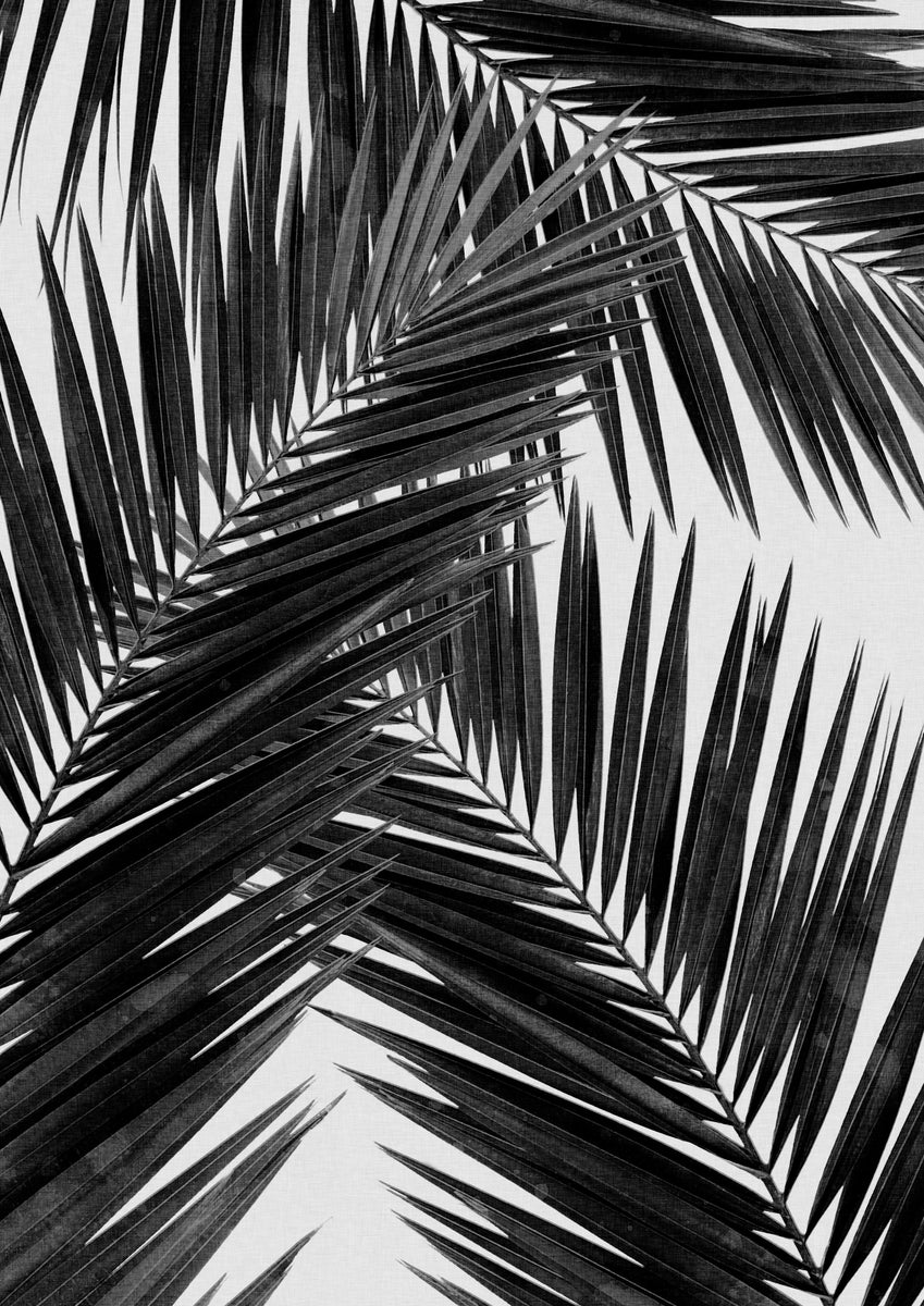 Palm Leaf Black & White III