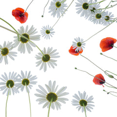 Wall mural Meadow flowers – fototapet med unikt motiv som skapar en inspirerande fondvägg