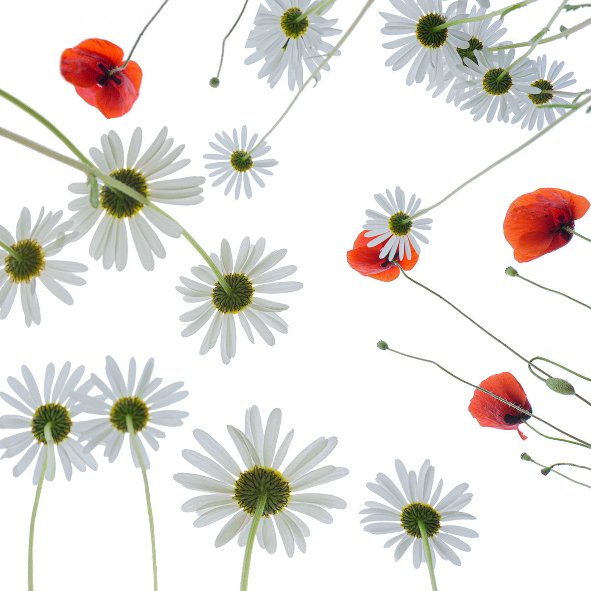Engblomster