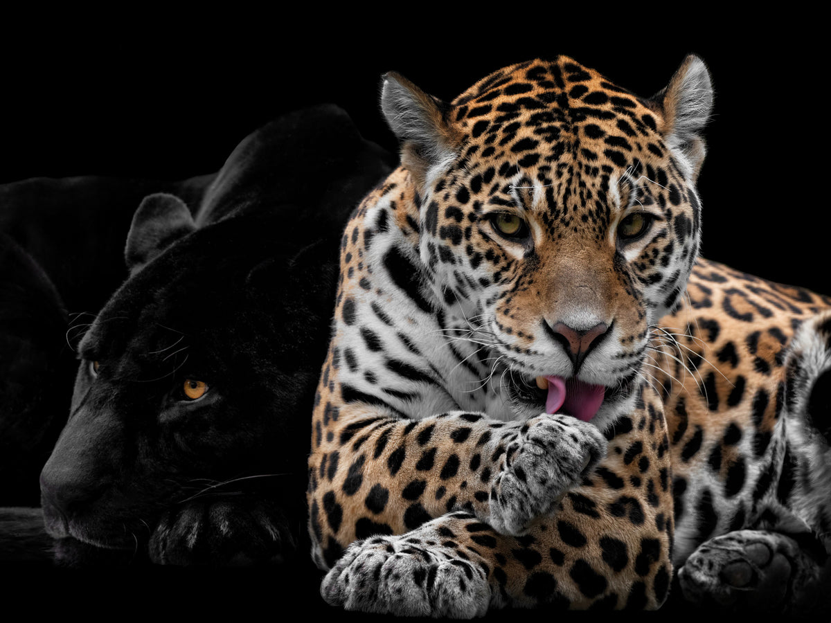 Herr og fru Jaguar - Panthera Onca
