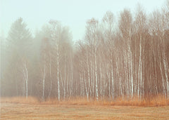 Misty Birch Field
