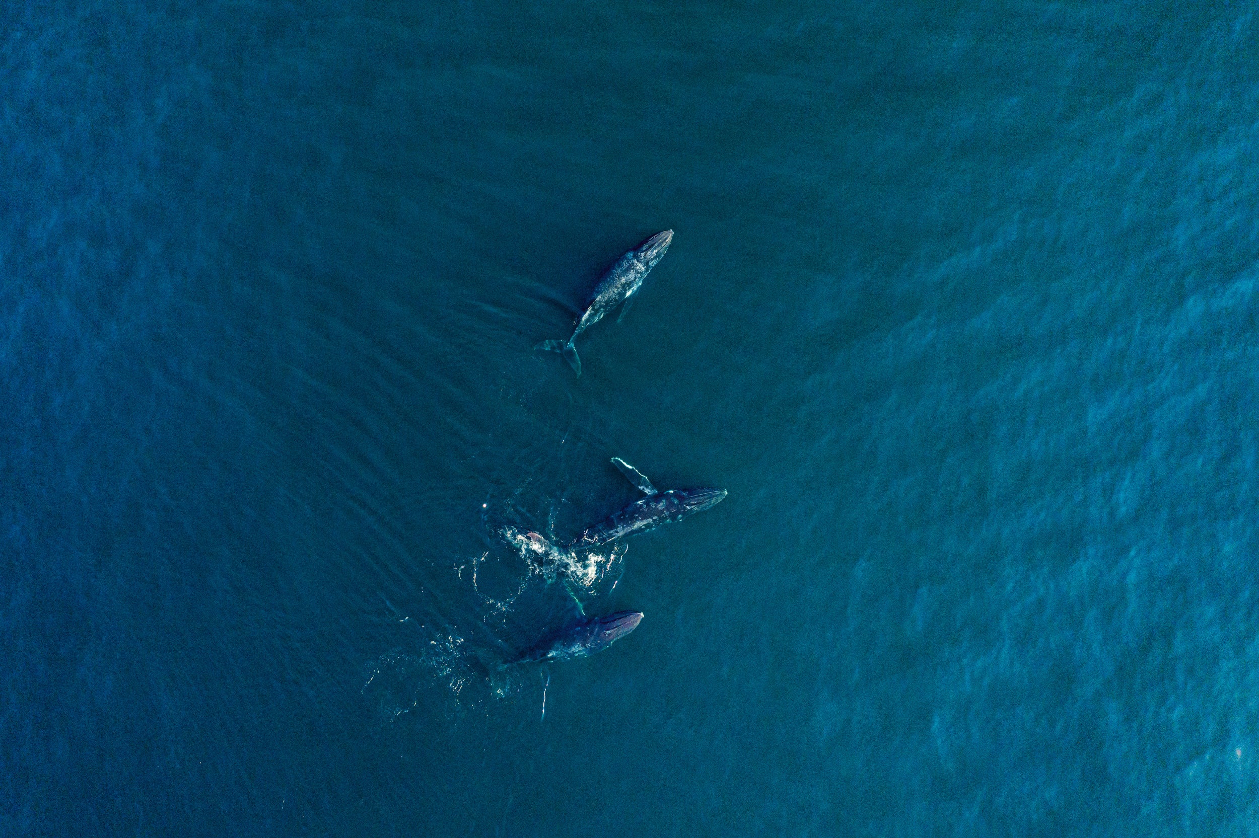 Arabian Humpback Whale