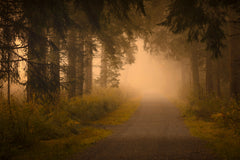 Wall mural On the way into the fog – fototapet med unikt motiv som skapar en inspirerande fondvägg