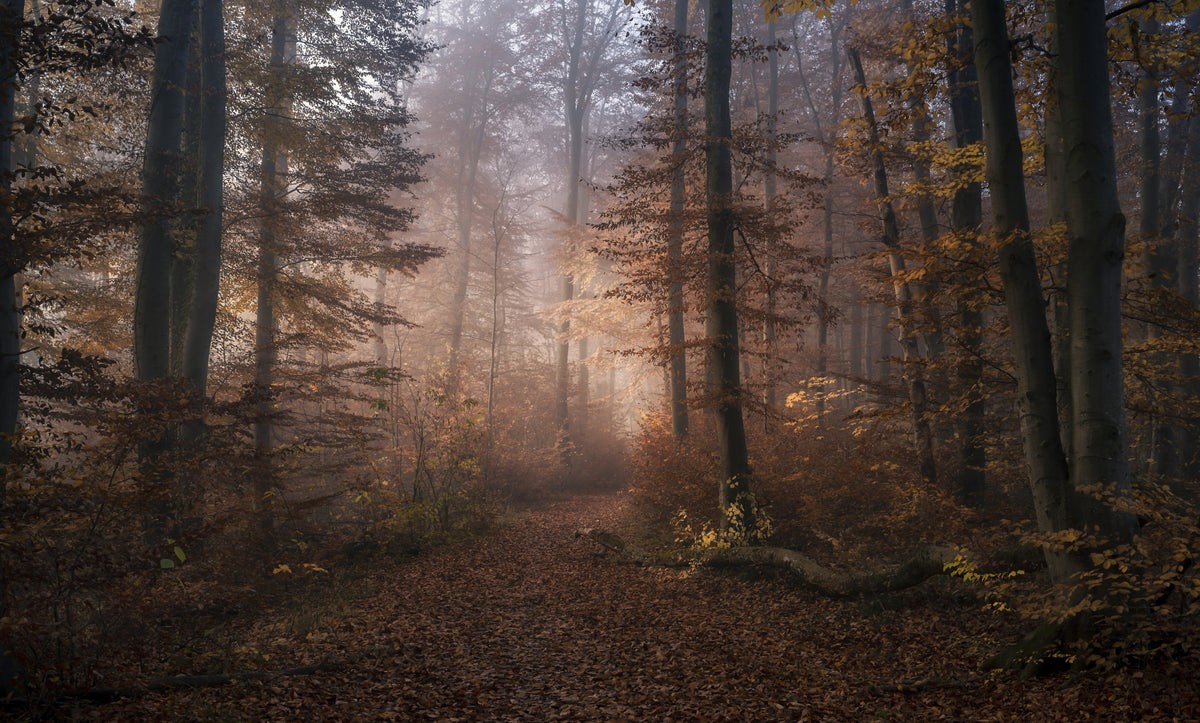 Novembersonate