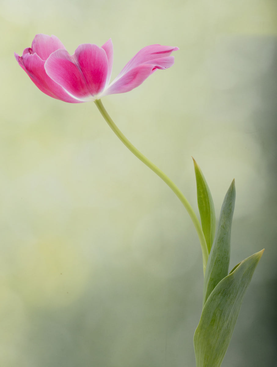 Vårtulipan