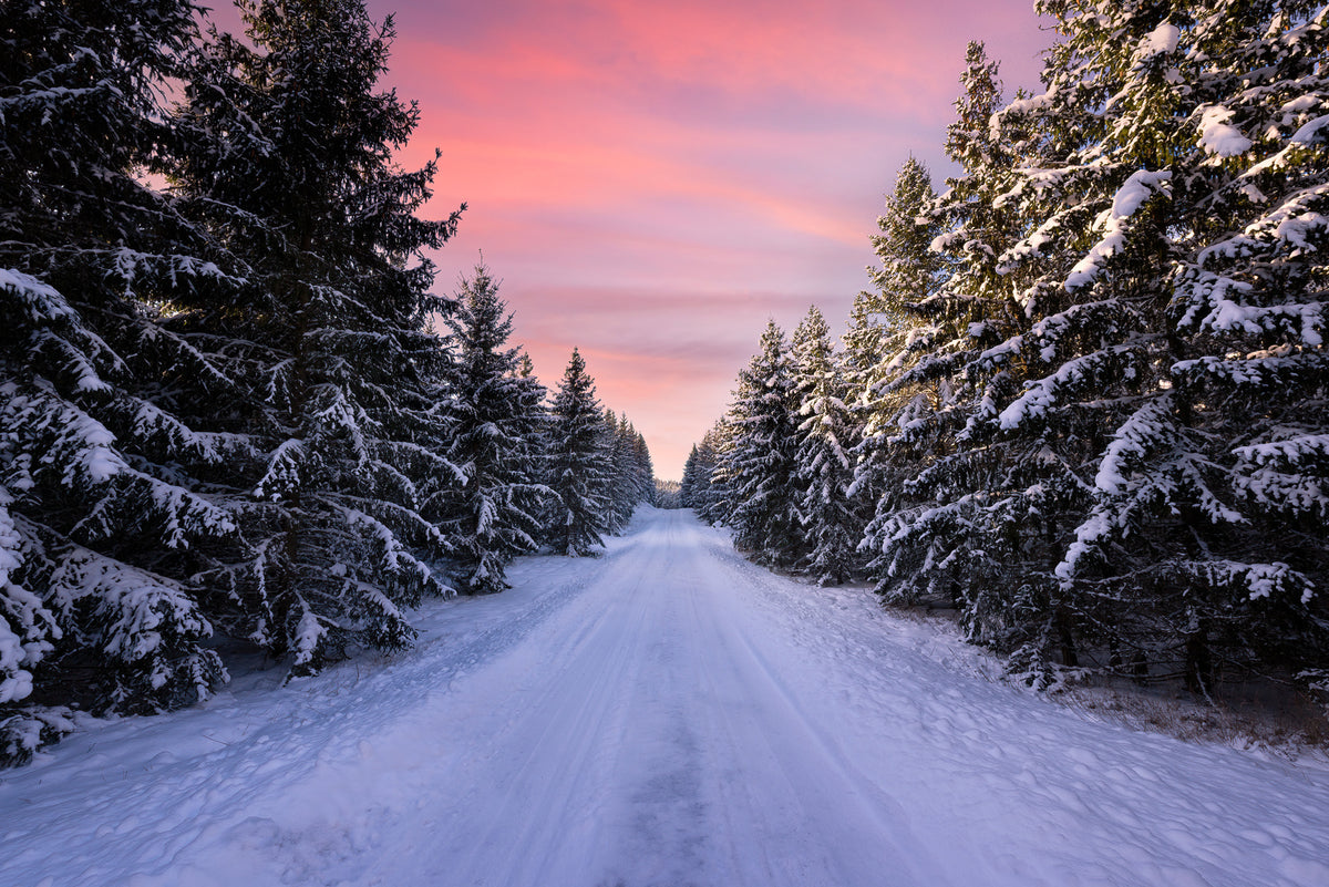 Vei inn i vinterskogen