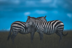 Wall mural Stripy – fototapet med unikt motiv som skapar en inspirerande fondvägg