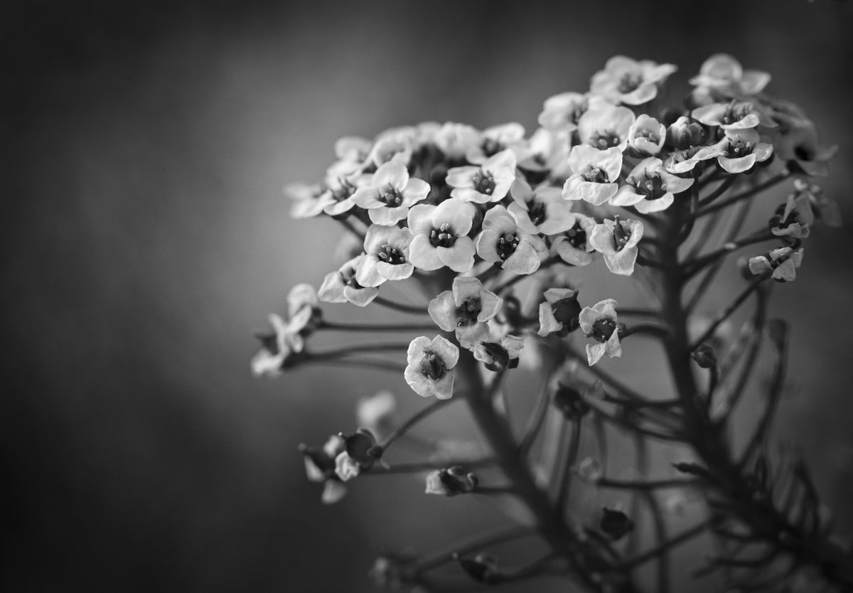 Strandkålblomster
