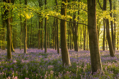 Wall mural Bluebell Woodland – fototapet med unikt motiv som skapar en inspirerande fondvägg