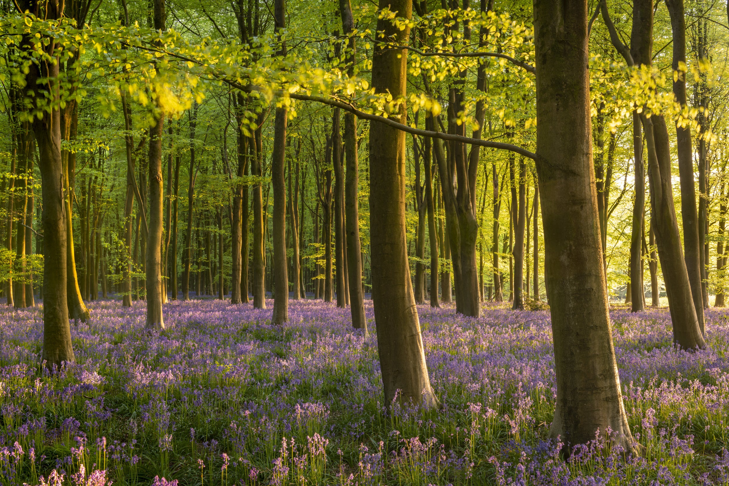 Bluebell Woodland