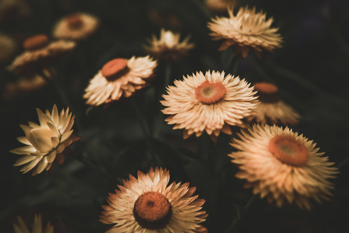 Visne blomster