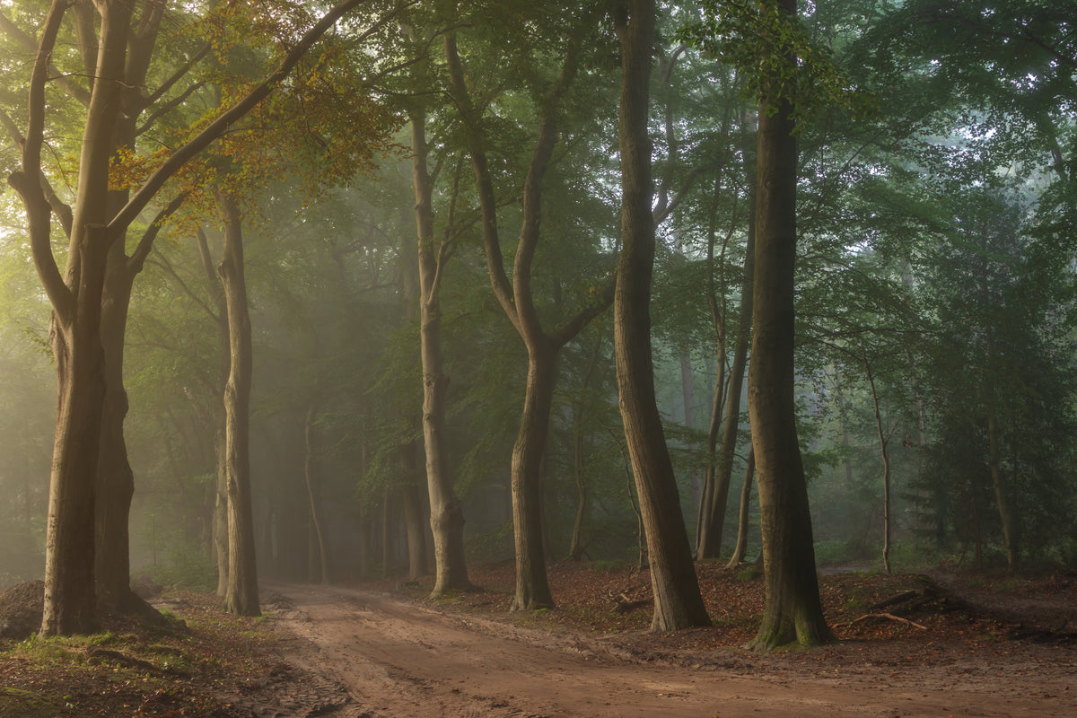 Tåkete skog