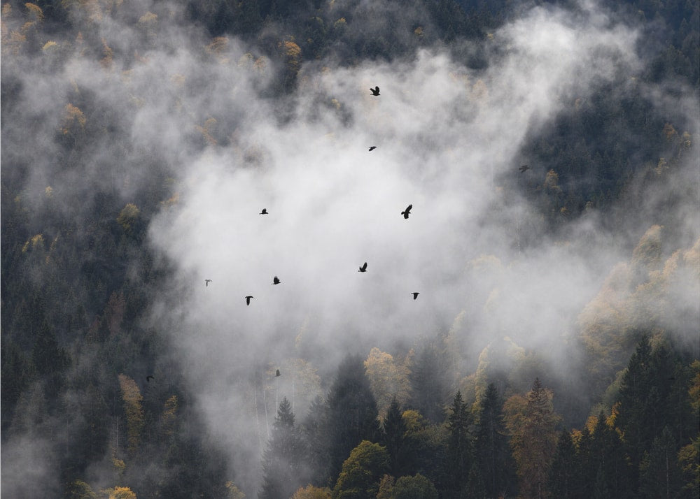 Foggy Woods 8