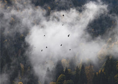 Foggy Woods 8