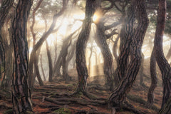Wall mural Old trees – fototapet med unikt motiv som skapar en inspirerande fondvägg