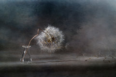Wall mural The ballad of the dandelion – fototapet med unikt motiv som skapar en inspirerande fondvägg