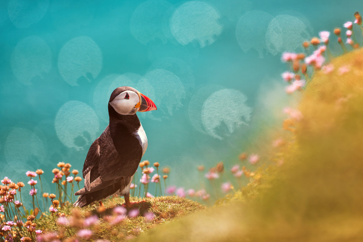 Lunde (Fratercula arctica)